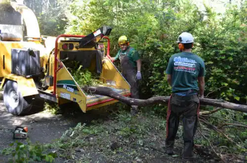 tree services Belmont